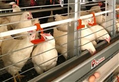 Ukrainian investor wants to build major egg production facility in Madliena County Ukrainian investor wants to build major egg production facility in Madliena County