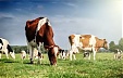 Number of dairy herds in Latvia drops 10.4% over past year Number of dairy herds in Latvia drops 10.4% over past year