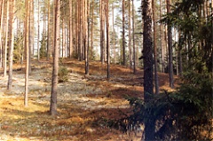Wood exports from Latvia reached record-high LVL 1.10 – 1.12 bln in 2011 Wood exports from Latvia reached record-high LVL 1.10 – 1.12 bln in 2011