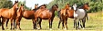 Lithuania gets permit to export horses to Japan Lithuania gets permit to export horses to Japan