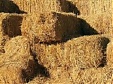 Lithuania's Auga Group, My Land LT eye haylage exports to China Lithuania's Auga Group, My Land LT eye haylage exports to China