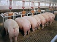 Lithuania resumes pig exports to Poland Lithuania resumes pig exports to Poland