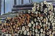 Timber trading company SGK Nordic turnover increases 2.4 times in 2018 Timber trading company SGK Nordic turnover increases 2.4 times in 2018
