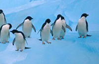 080331_climate.jpg