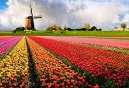 120201_wind_energy_holland.jpg