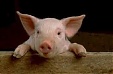 Poland and Baltic states agree on joint measures to combat spread of African swine fever Poland and Baltic states agree on joint measures to combat spread of African swine fever