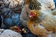 Ban on Ukrainian poultry imports won't affect Lithuanian market - official Ban on Ukrainian poultry imports won't affect Lithuanian market - official