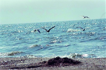 Impressions_of_the_landscapes_around_the_Baltic_Sea_Nord_Stream.jpg Impressions_of_the_landscapes_around_the_Baltic_Sea_Nord_Stream.jpg