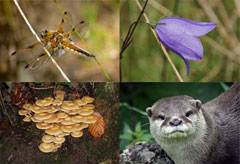 100308_biodiversity.jpg