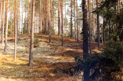 110630_mezi_lesa_lv.jpg