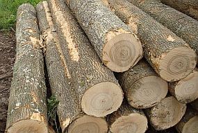 120802_stora_enso.jpg 120802_stora_enso.jpg