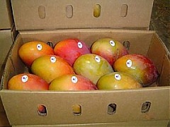 Lithuania prohibits distribution of Brazilian mangoes Lithuania prohibits distribution of Brazilian mangoes