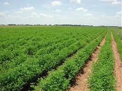 Civil group experts assist EU’s agricultural development Civil group experts assist EU’s agricultural development