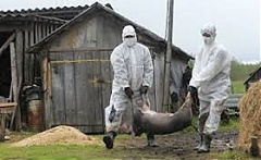 African swine fever reaches Saaremaa Island African swine fever reaches Saaremaa Island
