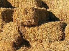 Lithuania's Auga Group, My Land LT eye haylage exports to China Lithuania's Auga Group, My Land LT eye haylage exports to China