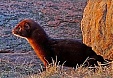 European mink planned to be re-introduced to Saaremaa European mink planned to be re-introduced to Saaremaa