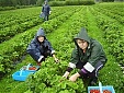 New Lithuanian draft law seeks to resolve seasonal work issues New Lithuanian draft law seeks to resolve seasonal work issues