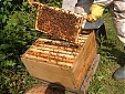 EU to slap 2-year ban on bee-harming pesticides EU to slap 2-year ban on bee-harming pesticides