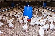 Linas Agro completes acquisition of Latvian poultry companies Linas Agro completes acquisition of Latvian poultry companies
