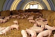 EC allocates EUR 146,000 to cover losses of Lithuanian pig farmers EC allocates EUR 146,000 to cover losses of Lithuanian pig farmers