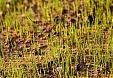 Agriculture Ministry to request EU Commission's aid for Latvian grain farms Agriculture Ministry to request EU Commission's aid for Latvian grain farms