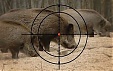 Latvia allots EUR 1.5 mln to compensate pig breeders for losses caused by African swine fever Latvia allots EUR 1.5 mln to compensate pig breeders for losses caused by African swine fever
