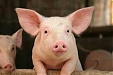 Latvian Prime Minister Laimdota Straujuma urges people not to transport meat outside territories hit by African swine fever Latvian Prime Minister Laimdota Straujuma urges people not to transport meat outside territories hit by African swine fever