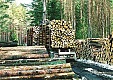 Estonian Ministry of Economy allows heavier trucks on roads Estonian Ministry of Economy allows heavier trucks on roads
