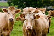 Lithuanian PM supports law for dairy sector Lithuanian PM supports law for dairy sector