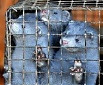 Estonian parlt panel seeking govt's position on fur farms Estonian parlt panel seeking govt's position on fur farms