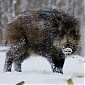 First case of ASF in wild boars found in Ventspils First case of ASF in wild boars found in Ventspils