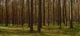 Estonia's forest increment is stable Estonia's forest increment is stable