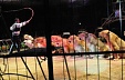 Saeima votes to ban circus shows featuring wild animals Saeima votes to ban circus shows featuring wild animals