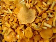 First chanterelles of the season selling at EUR 8 a liter at Riga Central Market First chanterelles of the season selling at EUR 8 a liter at Riga Central Market