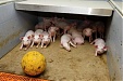 ASF detected on pig farm in Estonia’s Laane County ASF detected on pig farm in Estonia’s Laane County