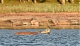 First results of Baltic seal telemetry studies obtained by Nord Stream 2 First results of Baltic seal telemetry studies obtained by Nord Stream 2