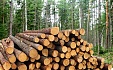 Slight increase in purchase prices of round timber registered in Latvia in H2 Slight increase in purchase prices of round timber registered in Latvia in H2