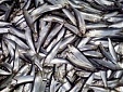 Latvian food, agricultural and fish product exports grew by 21.3% in 2017 Latvian food, agricultural and fish product exports grew by 21.3% in 2017