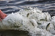 Nord Stream 2 releases 90,000 young atlantic salmon as the compensation Measure in Russia Nord Stream 2 releases 90,000 young atlantic salmon as the compensation Measure in Russia
