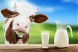 Amount of fresh milk supplied by Latvian dairy farmers down 8.16% in July Amount of fresh milk supplied by Latvian dairy farmers down 8.16% in July