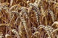 Overall grain harvest might be by 40% lower than last year – farmers organization Overall grain harvest might be by 40% lower than last year – farmers organization