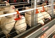 Ukrainian investor wants to build major egg production facility in Madliena County Ukrainian investor wants to build major egg production facility in Madliena County