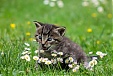 Lithuania plans to export ready-to-bake pizzas, pets to Japan Lithuania plans to export ready-to-bake pizzas, pets to Japan