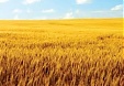 Lithuania may get green light for wheat exports to China Lithuania may get green light for wheat exports to China