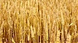 Food wheat price increases 21% in December 2018 on December 2017 Food wheat price increases 21% in December 2018 on December 2017