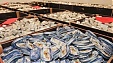 Latvian fish cannery Karavela acquires Germany’s Larsen Latvian fish cannery Karavela acquires Germany’s Larsen