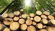 Estonia: Logging volume grows to 15.6 mln cubic meters in 2018 Estonia: Logging volume grows to 15.6 mln cubic meters in 2018