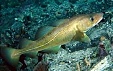 Our Fish Response to EU Commission Ban on Eastern Baltic Cod: Too Little Too Late Our Fish Response to EU Commission Ban on Eastern Baltic Cod: Too Little Too Late