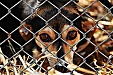 Rimi Latvia donates 13 tons of food to Latvian animal shelters Rimi Latvia donates 13 tons of food to Latvian animal shelters
