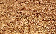 Wood Fiber Costs Declined for both Softwood and Hardwood Pulp Producers in 2019 and early 2020 Wood Fiber Costs Declined for both Softwood and Hardwood Pulp Producers in 2019 and early 2020
